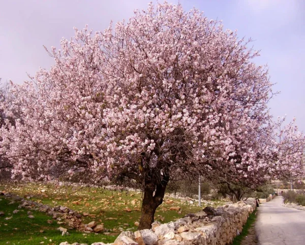 Almond Tree in full bloom