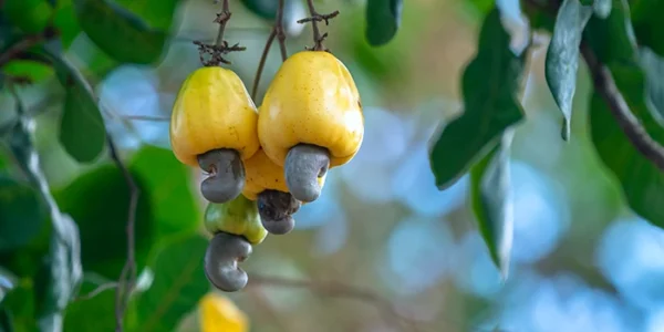 Cashew tress